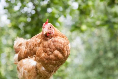Hen in the garden Stock Photos