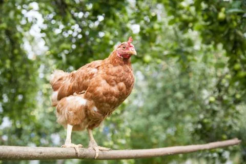 Hen in the garden Stock Photos