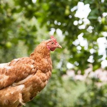 Hen in the garden Stock Photos