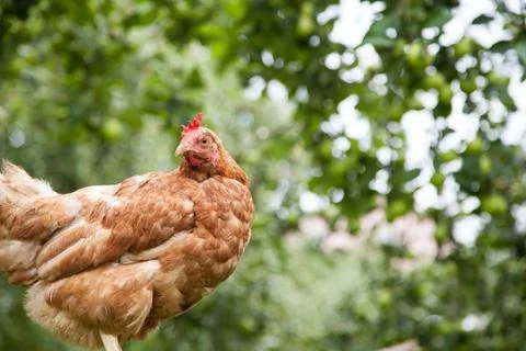 Hen in the garden Stock Photos