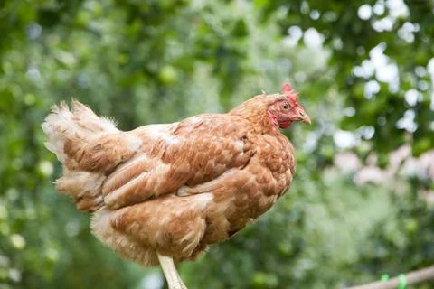 Hen in the garden Stock Photos