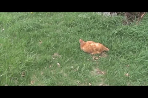 Hen in grass Stock Footage 7760489