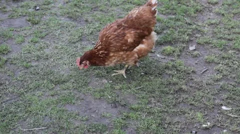 Hen in grass Stock Footage