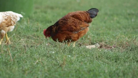 Hen in the grass Stock Footage 79756828