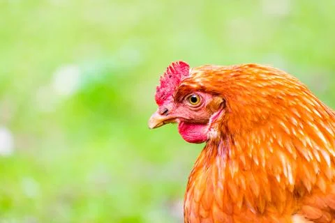 The Hen on the Grass Stock Photos