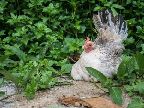 Hen on green background Stock Photos