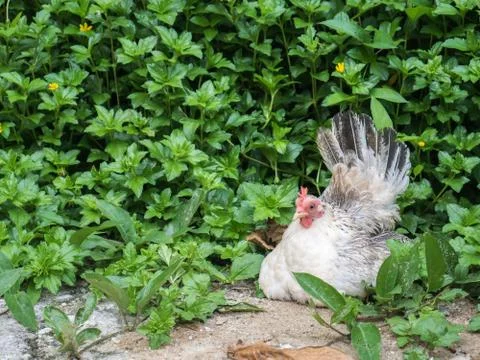 Hen on green background Stock Photos
