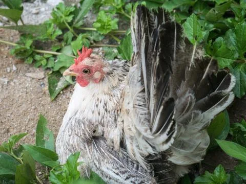 Hen on green background Stock Photos