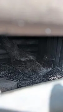 The hen is guarding the egg Stock Photos