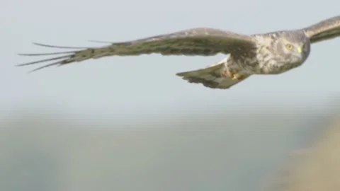 Hen harrier bird of prey in flight in slow motion, female flying Circus cyaneus Stock Footage 252069561
