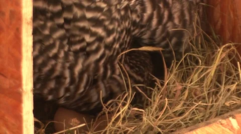 Hen hatched eggs, the crowing Vídeo Stock 47878425