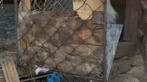 A Hen Hatches Stock Footage 65257030