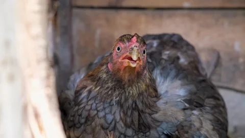 The hen is hatching the egg in the coop. hatching the egg. close up hen chicken. 스톡 동영상 254908592
