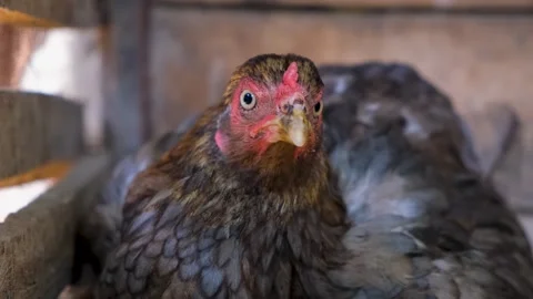 Hen is hatching the egg in the coop.hatching the egg. Close up hens chicken. 스톡 동영상 254908733