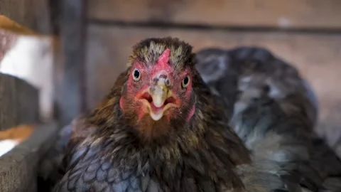Hen is hatching the egg in the coop.hatching the egg. Close up hens chicken. 스톡 동영상 254908801
