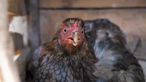 Hen is hatching the egg in the coop.hatching the egg. Close up hens chicken. 스톡 동영상 254908802