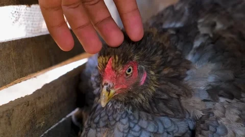 Hen is hatching the egg in the coop.hatching the egg. Close up hens chicken. 스톡 동영상 254908841