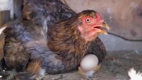 Hen is hatching the egg in the coop.hatching the egg. Close up hens chicken. 스톡 동영상 254908866