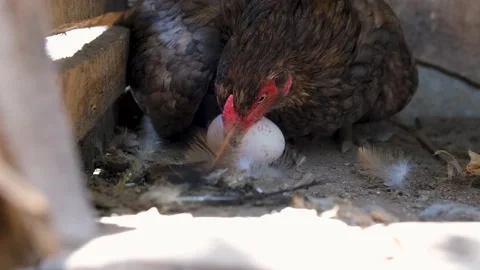 Hen is hatching the egg in the coop.hatching the egg. Close up hens chicken. 動画素材 254908868