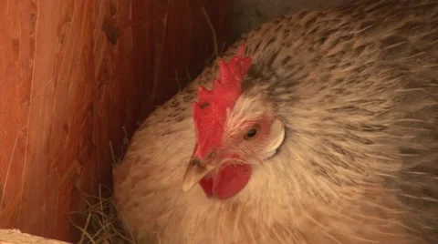 Hen hatching eggs Stock-Footage 47878437