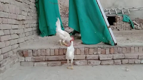 Hen Having Breakfast from a Distance Stockbeeldmateriaal 348045803