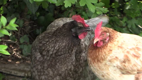 Hen having a sociable affective behavior, peck skinning on the crest Stock Footage 158055140