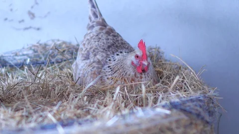 Hen on a Hay Bale Stockbeeldmateriaal 98281254