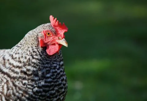 Hen head Stock Photos