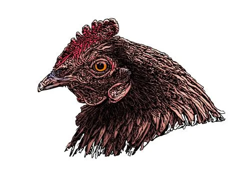 Hen head vector illustration Stock Illustration