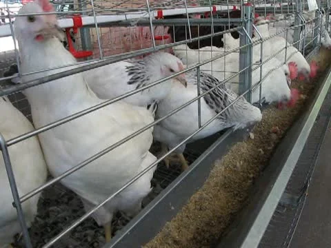 Hen heap diversity inside of metal grid container take the seeds, poultry farm Stock Footage 12615445