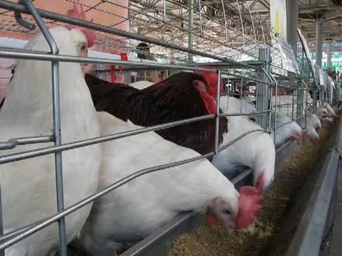 Hen heap diversity inside of metal grid container take the seeds, poultry farm Stock Footage