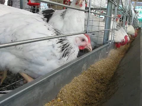 Hen heap diversity inside of metal grid container take the seeds, poultry farm Stock Footage