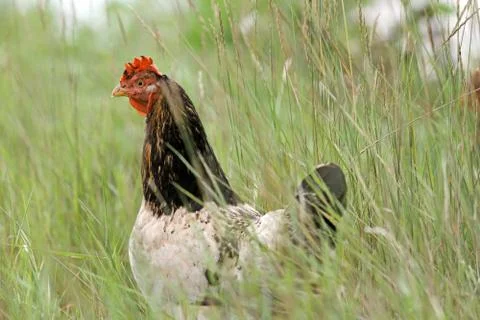 Hen hiding in the big grass Stock Photos