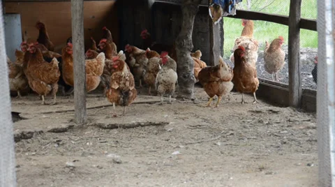 Hen house Stock Footage 37411751
