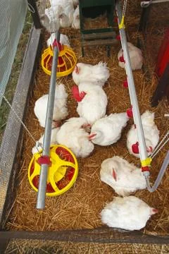 Hen house Stock Photos