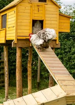 Hen house Stock Photos