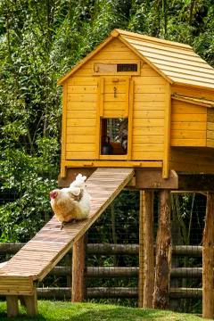 Hen house Stock Photos