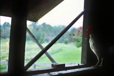 Hen house Stock Photos