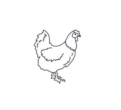 Hen Stock Illustration