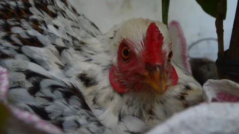 Hen incubates eggs Stock Footage 276866462