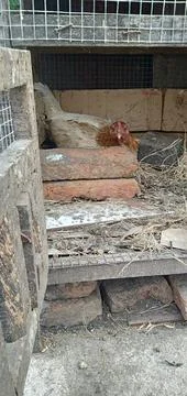 A Hen Incubates Stock Photos