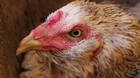 Hen incubating eggs Stock Footage 270423142