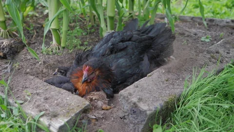 Hen instructing her chic's how to have a dust bath Stock Footage 157789792