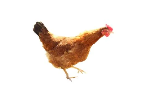 Hen isolated Stock Photos