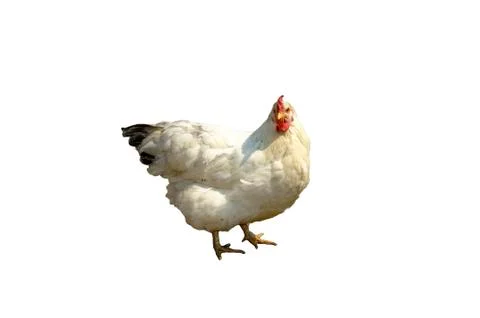 Hen isolated Stock Photos