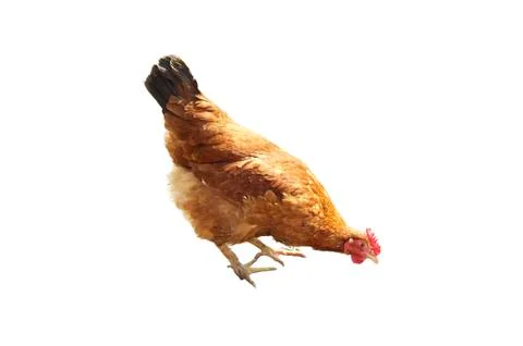 Hen isolated Stock Photos