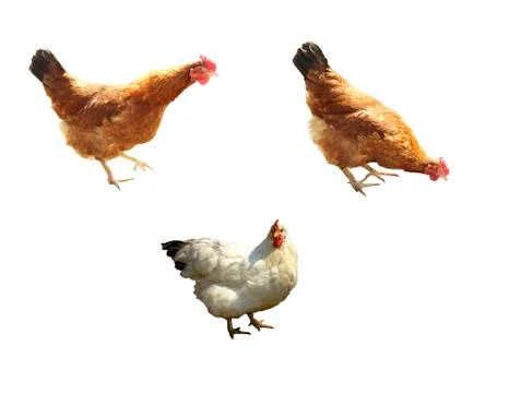 Hen isolated Stock Photos