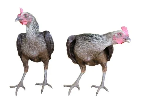 Hen isolated on white background Stock Photos