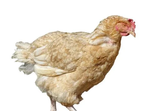 Hen isolated on white background Fotos Stock