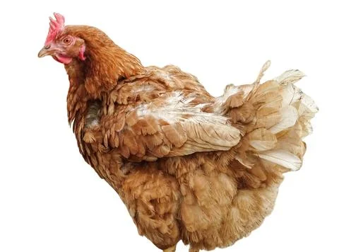 Hen isolated on white background Fotos Stock